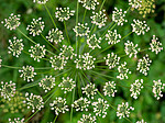 SR072019 (179) / Laserpitium latifolium / Hvitrot